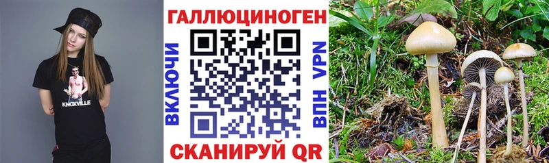 где купить   Тейково  Псилоцибиновые грибы Psilocybine cubensis 